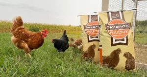 Payback poultry feed bags in field next to chickens