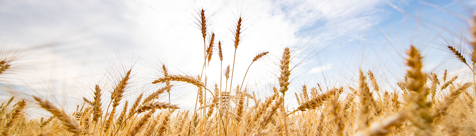 Wheat stalks with the sky in the background