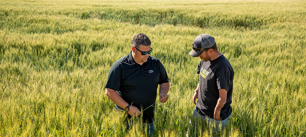 Two men in a wheat field