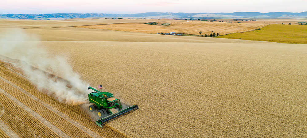 Combine in a field harvesting wheat