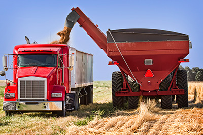 Combine harvesting wheat into back of truck